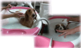 トリミング中の犬