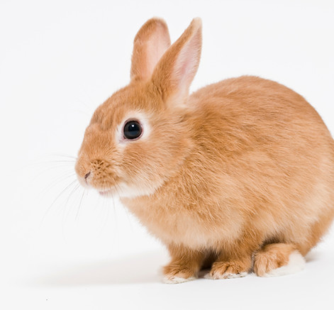 うさぎ