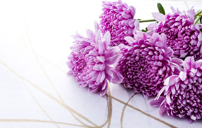 菊の花