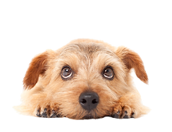 上を向く犬
