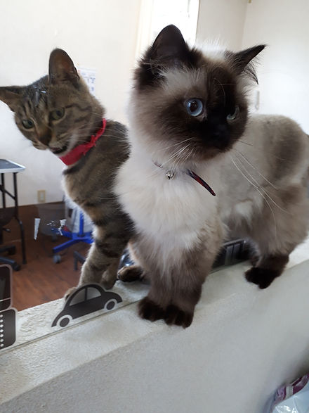 猫のペット