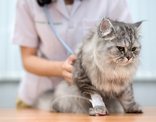 診察を受ける猫