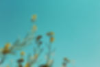 菜の花