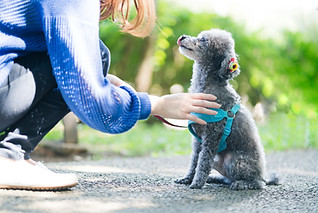 散歩中の犬