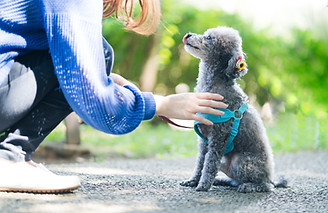 散歩中の犬