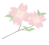 ハナミズキ