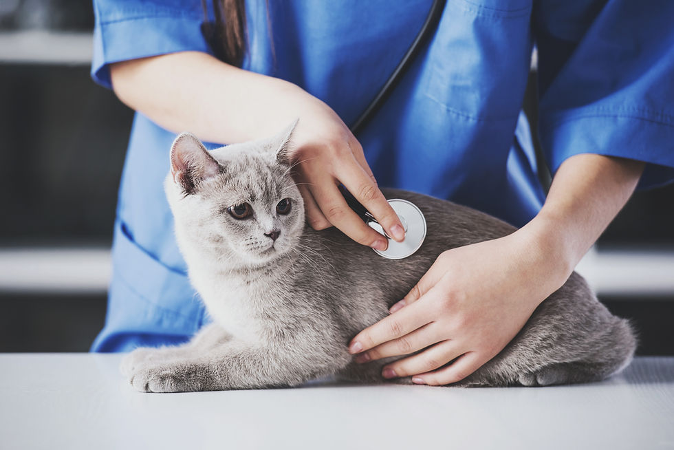 猫の診察