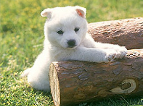 犬