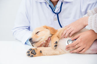 聴診器を当てられている病気の犬