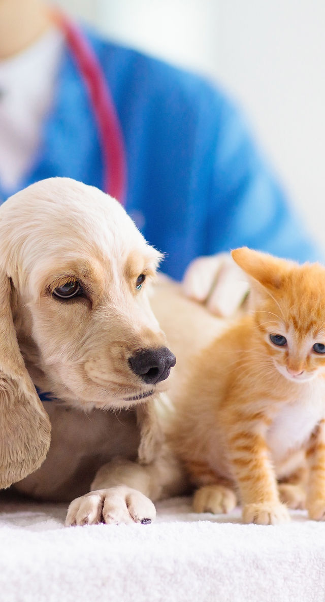 【裁断済み】犬と猫の眼科手術入門 ホームドクターが押さえておくべき手技とケア 犬と猫の眼科手術入門 株式会社 緑書房