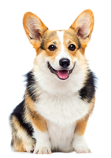 犬