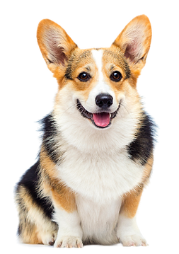 犬