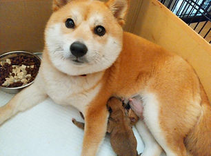 出産後の母犬