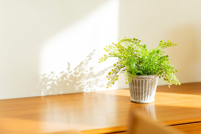 観葉植物