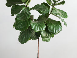 モンステラの観葉植物