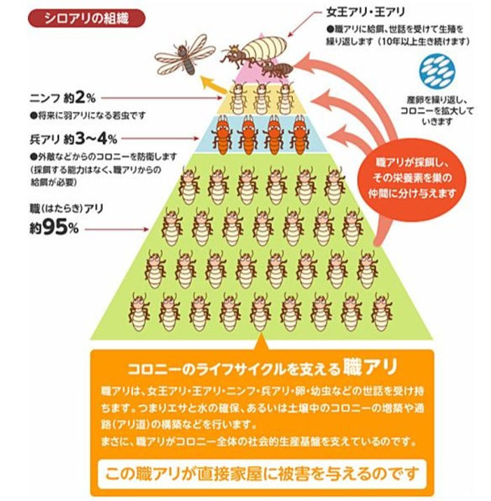 シロアリ