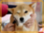 犬のトリミング