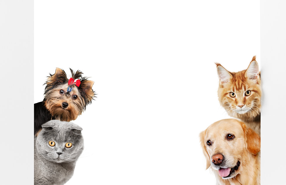 犬と猫