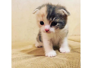 スコティッシュフォールド