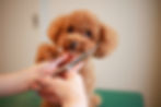 犬