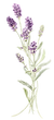 花のイラスト