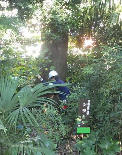 関野造園 樹木診断