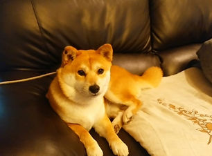 ソファーの上の犬