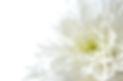 菊の花