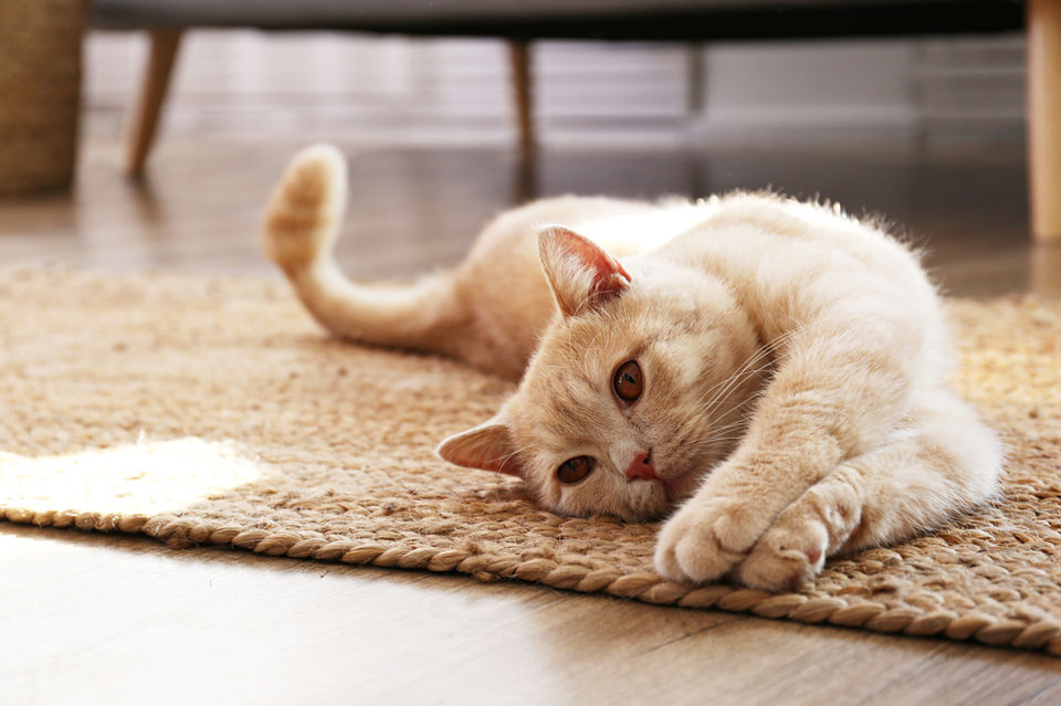 体を伸ばす猫