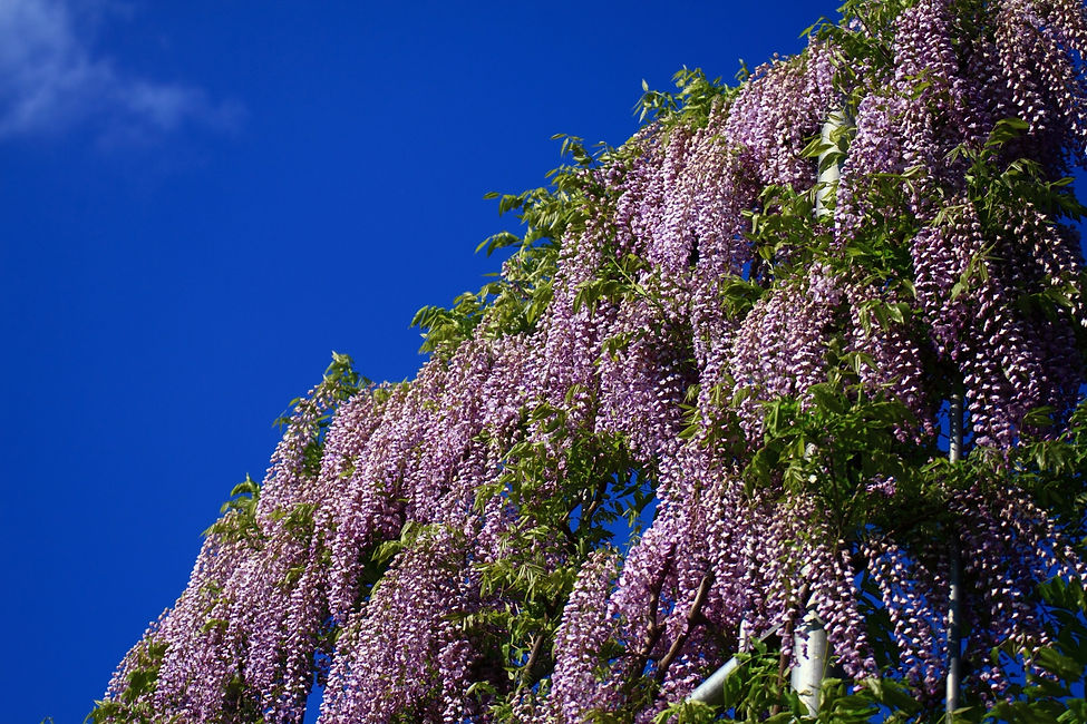 藤の花