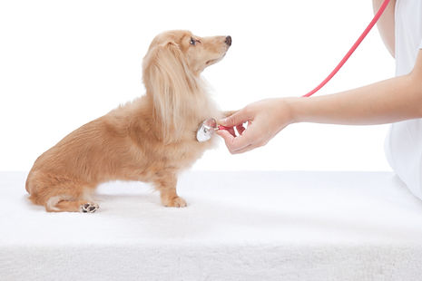 聴診器を当てられた犬