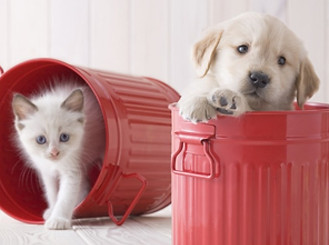 犬と猫