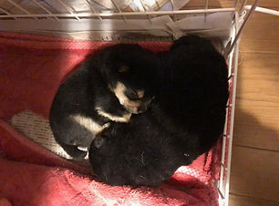 寝ている子犬