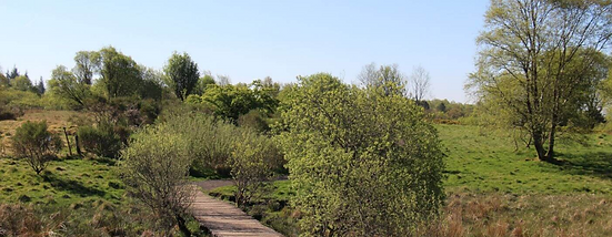 country park image 2.PNG