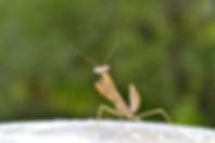 Venta de Mantis religiosa