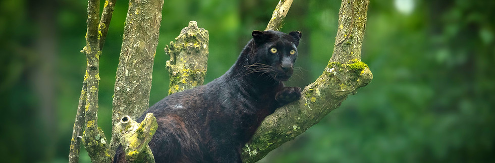 Balck panther Saya in Kabini