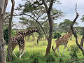 Uganda Reise Lucky Tours