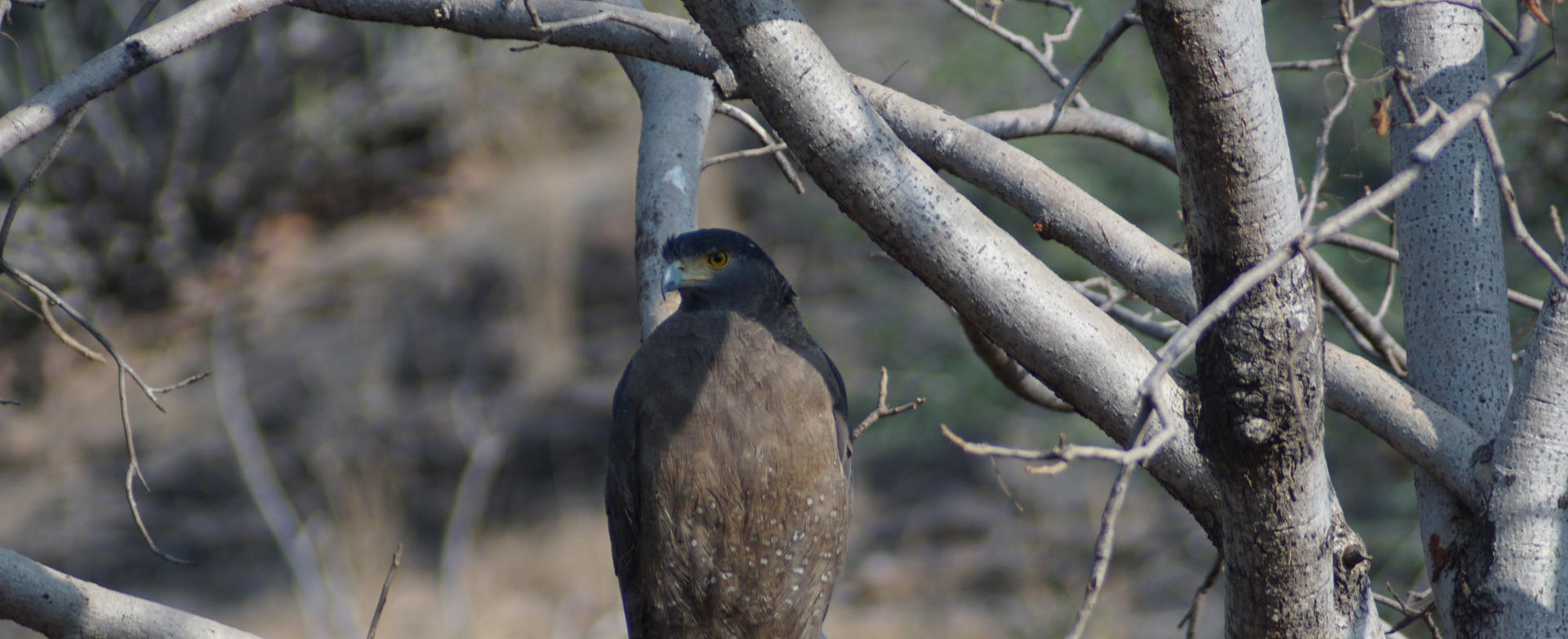 Schlangenadler in Ranthambhore