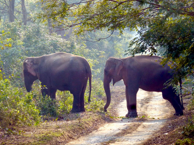 Zwei Arbeitselefanten in Corbett