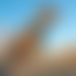 What Kind of Harness Is Best?