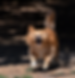 Aggressive small dog in Austin