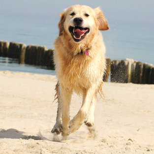 ¿Me estabas llamando?