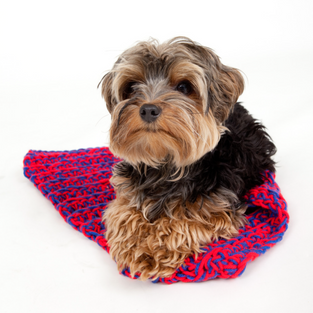 Teaching a "Place" or "Mat" Cue