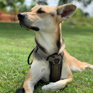 THE EARTH IS NOT A PERFECT SPHERE, AND OTHER PROBLEMS WITH REALITY IN DOG TRAINING