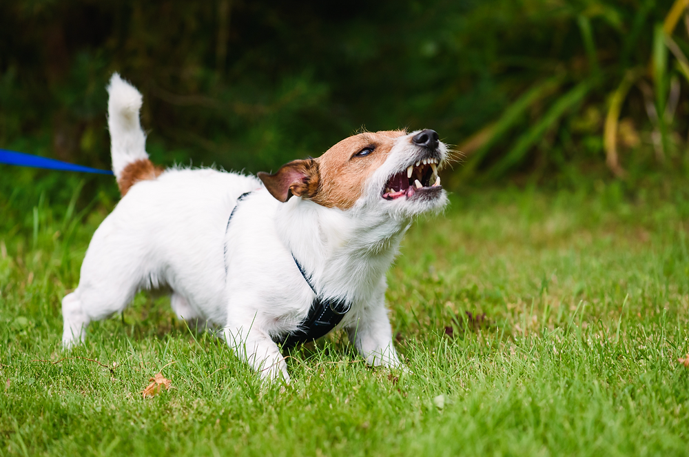 How to Fix Leash Reactivity in Dogs