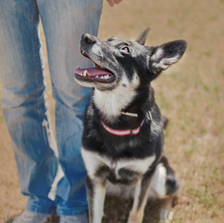 Positive Reinforcement Training Basics