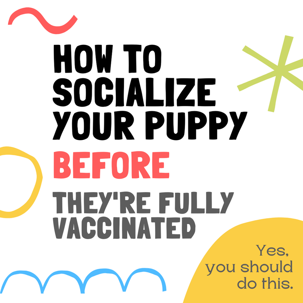 How to Socialize Your Puppy BEFORE They're Fully Vaccinated