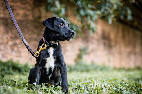Dog Training is For Everyone (edited)-19