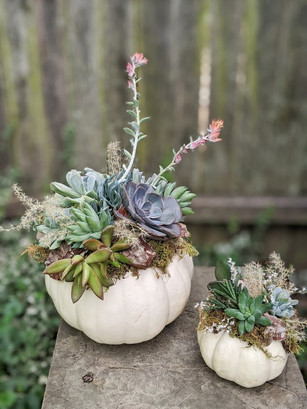Succulent Pumpkin.jpeg