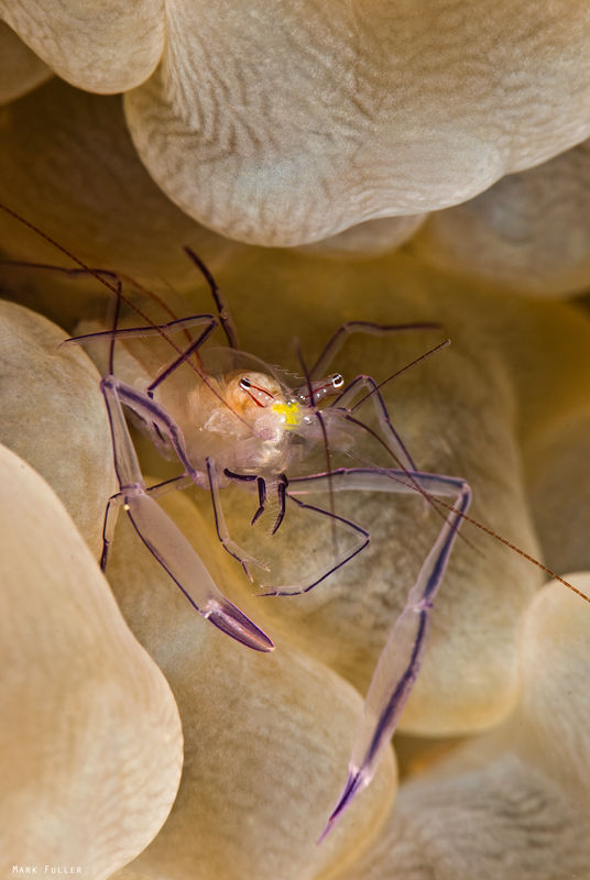 Bubble coral shrimp